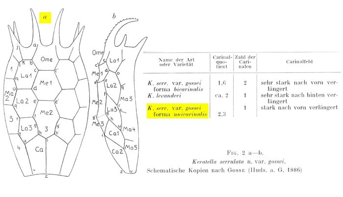 Keratella serrulata var. gossei f. unicarinalis - Original description image