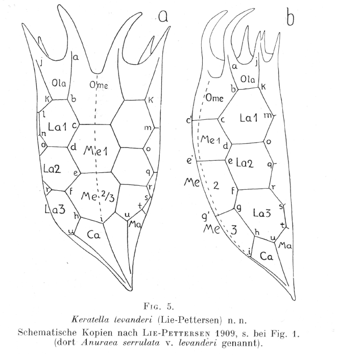 Keratella serrulata var. levanderi