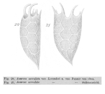 Keratella serrulata var. levanderi - Original description image