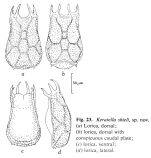 Keratella shieli - Original description image