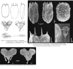 Keratella sinensis - Original description image
