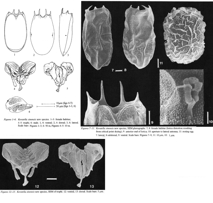 Keratella sinensis - Original description image