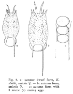 Keratella slacki