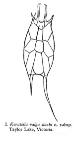 Keratella slacki - Original description image
