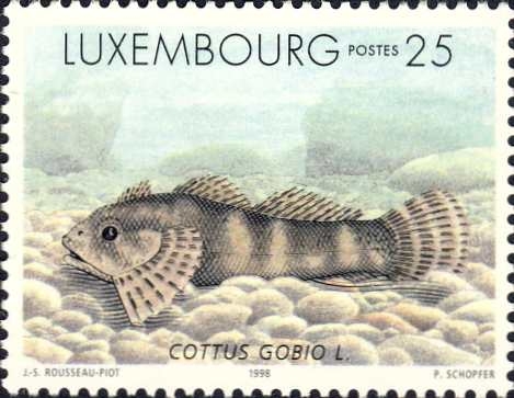 Cottus gobio