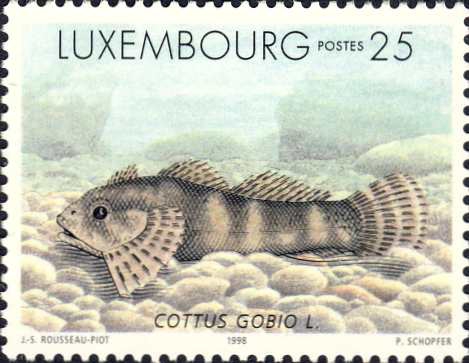 Cottus gobio Cottus gobio