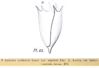 Keratella stipitata