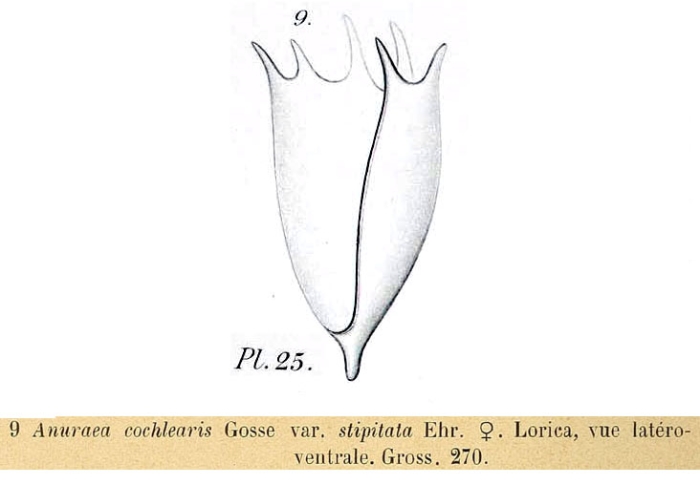 Keratella stipitata Keratella stipitata