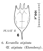 Keratella stipitata