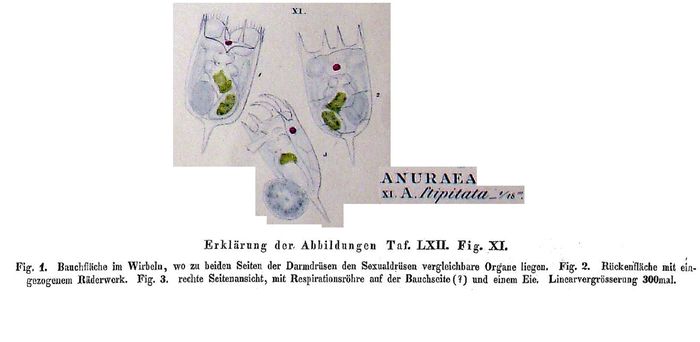 Keratella stipitata - Original description image