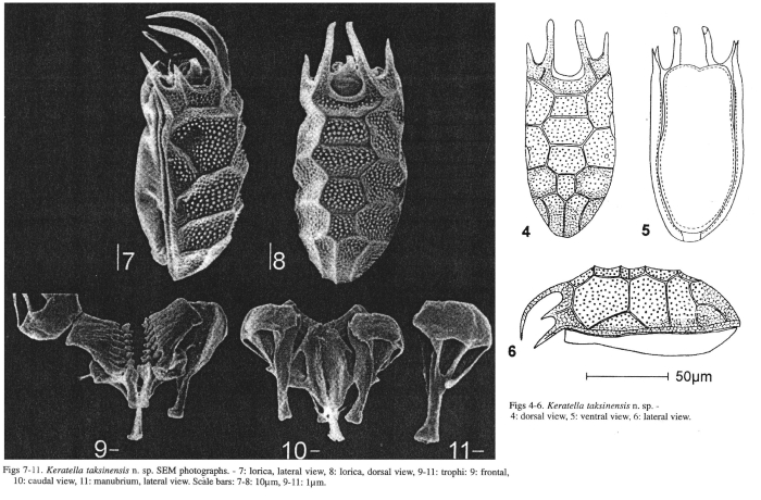 Keratella taksinensis - Original description image