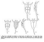 Keratella taurocephala