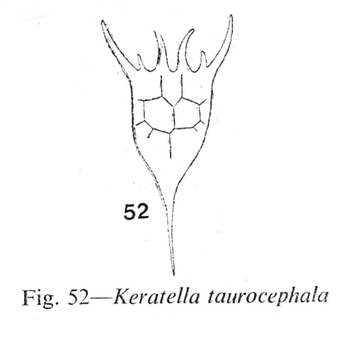 Keratella taurocephala