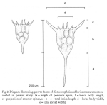 Keratella taurocephala