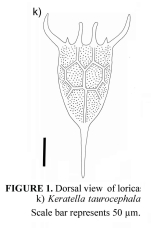 Keratella taurocephala
