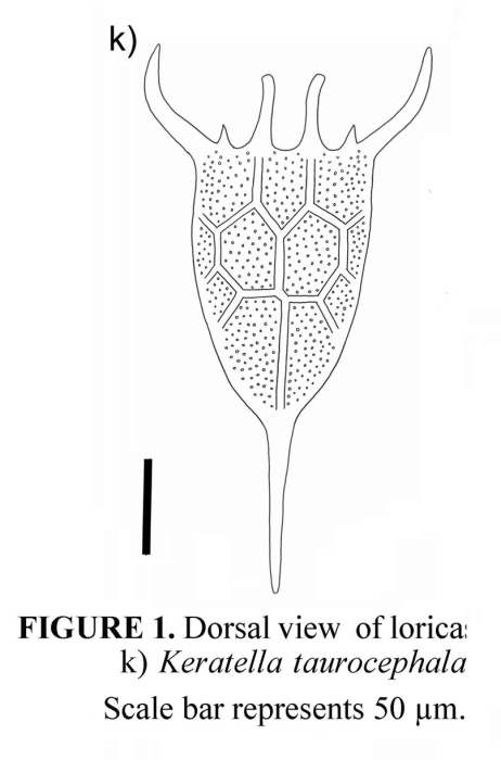 Keratella taurocephala