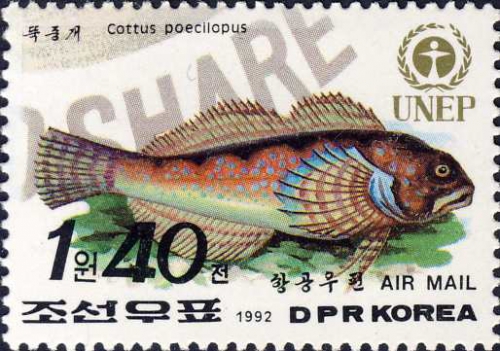 Cottus poecilopus