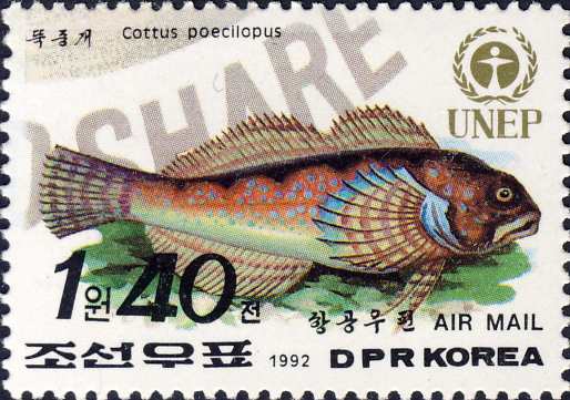 Cottus poecilopus