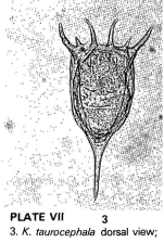 Keratella taurocephala