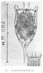 Keratella taurocephala