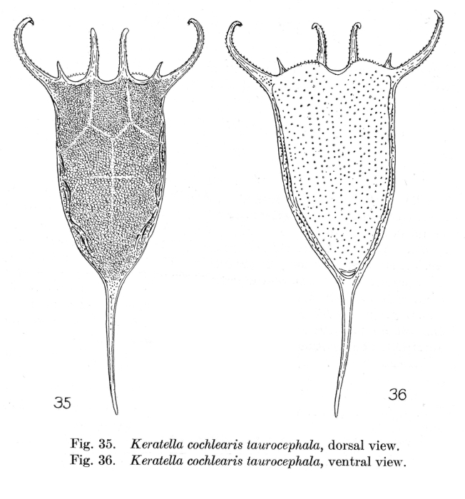 Keratella taurocephala - Original description image