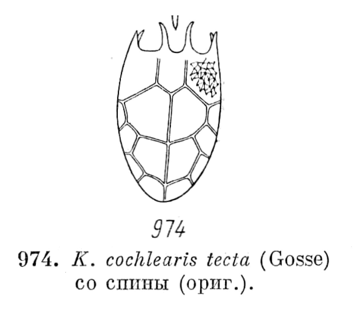 Keratella tecta