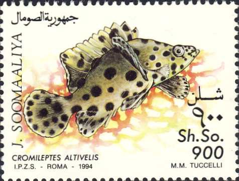 Cromileptes altivelis Cromileptes altivelis
