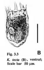 Keratella tecta
