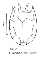 Keratella tecta