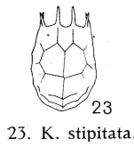 Keratella tecta