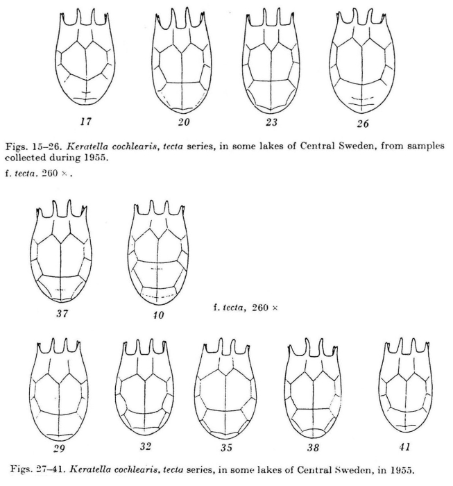 Keratella tecta Keratella tecta