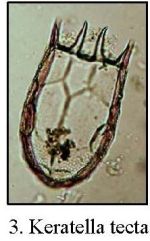 Keratella tecta
