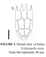 Keratella tecta