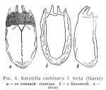 Keratella tecta