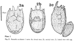 Keratella tecta