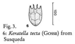 Keratella tecta