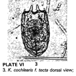 Keratella tecta