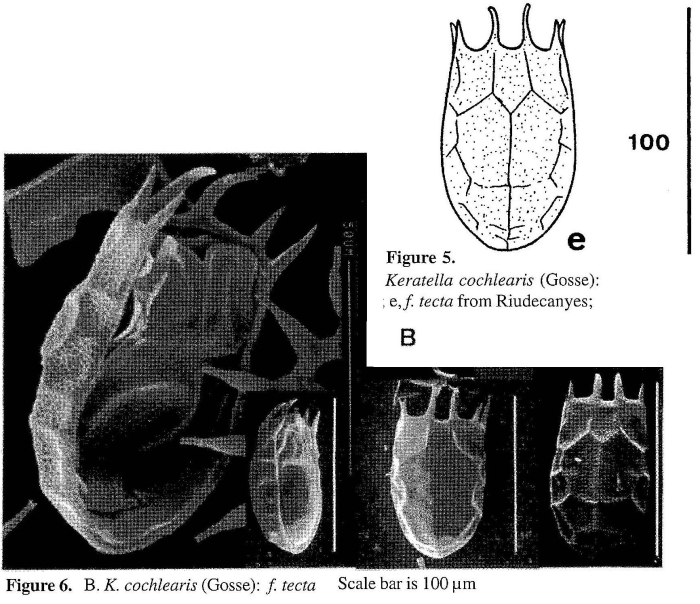Keratella tecta Keratella tecta