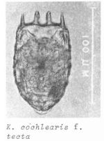 Keratella tecta