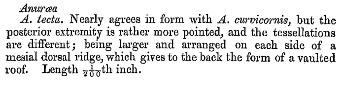 Keratella tecta - Original description image