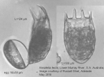 Keratella tecta
