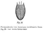 Keratella tecta f. maior - Original description image