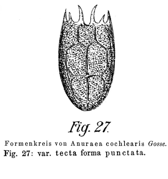 Keratella tecta f. punctata - Original description image