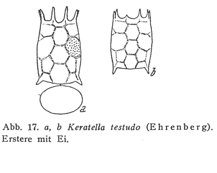 Keratella testudo