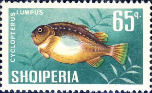 Cyclopterus lumpus Cyclopterus lumpus