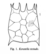 Keratella testudo