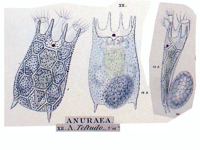 Keratella testudo