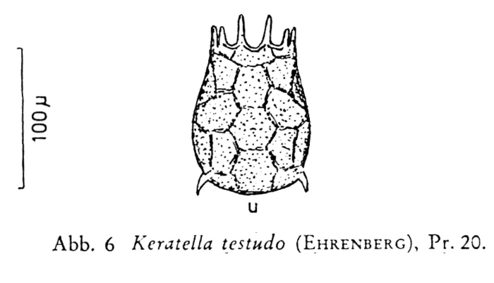 Keratella testudo