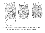Keratella testudo