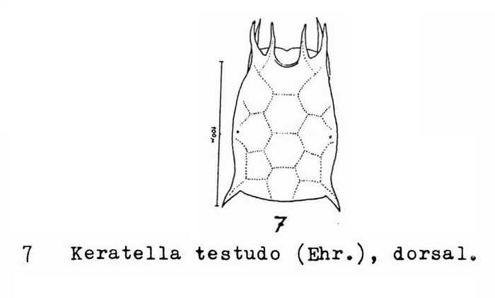 Keratella testudo Keratella testudo